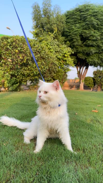 Pure White Turkish Angora Male Cat
