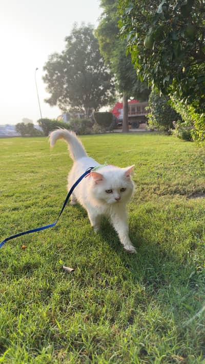 Pure White Turkish Angora Male Cat