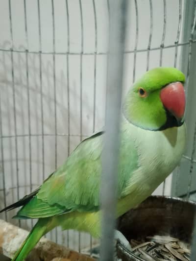 parrot cage for sale