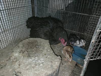 1 male 2 female 4 chicks