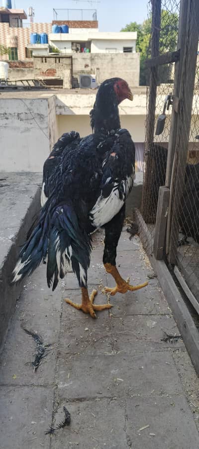 Shamo (High Quality Male)