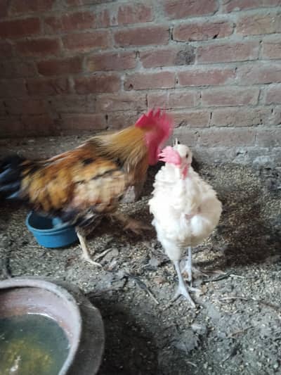 for sale hen
