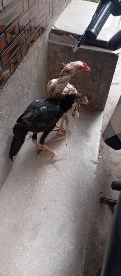 Top Quality Pure Aseel / Chicks (5-6 Months) - Urgent Sale