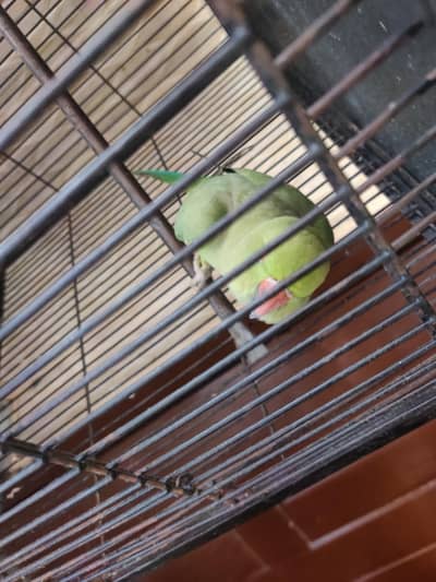 talking parrot