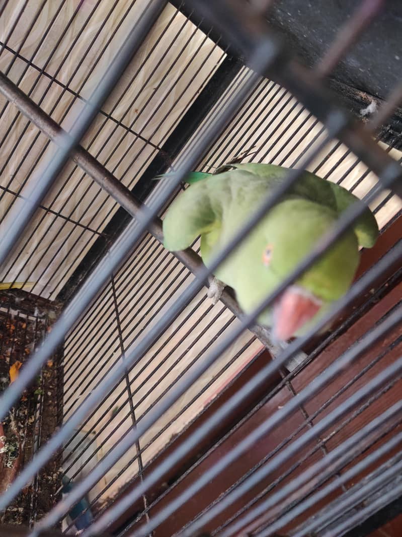 talking parrot 1