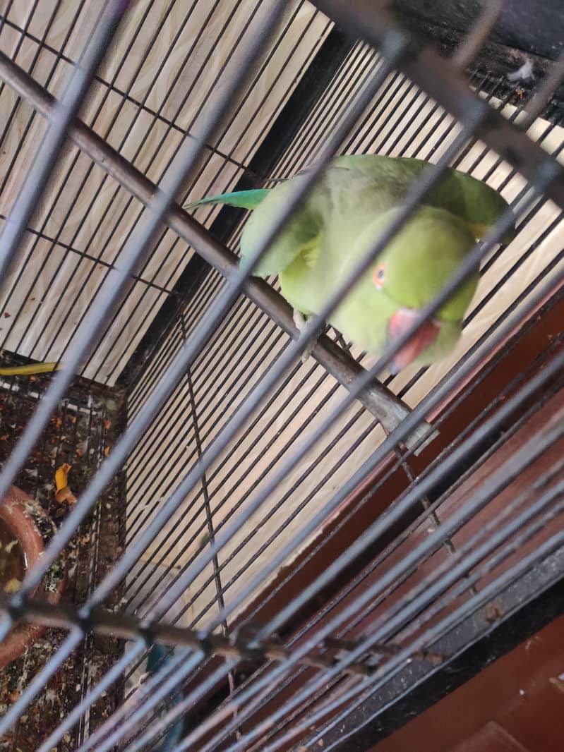 talking parrot 2