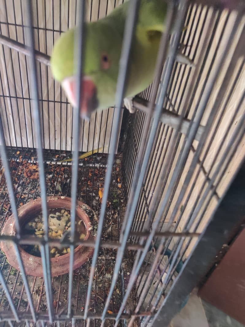 talking parrot 3