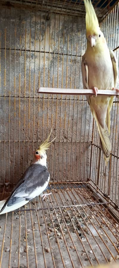 Cockatiel Gray / Cream / Pide
