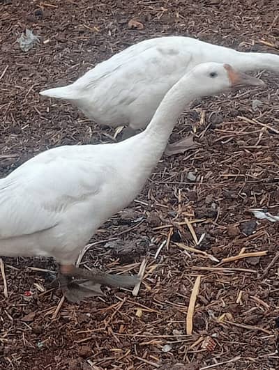 White Long-Neck Ducks / Ducks breeds like Muscovy Pairs for Sale