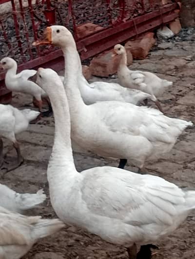 Pure White Long-Neck Duck Pair for Sale – Ducks for Breeding Birds