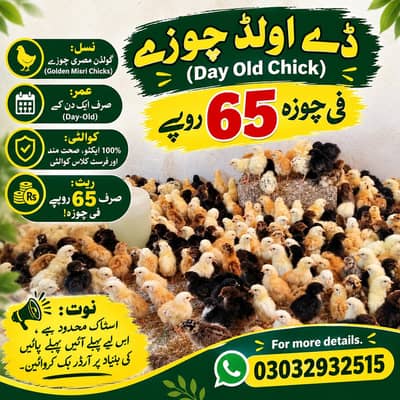 Golden Misri Chicks | Day Old Chicks | Golden chuzy  | misri chicks
