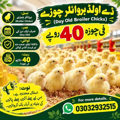 Golden Misri Chicks | Day Old Chicks | Golden chuzy  | misri chicks