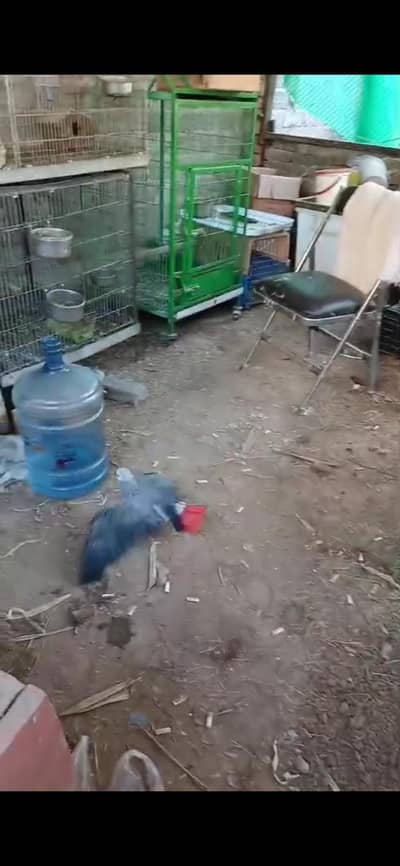 african grey wild female