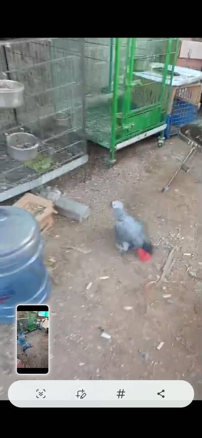 african grey wild female