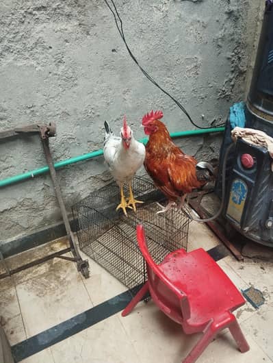 Murgha Pair For Sale