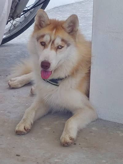 Siberian Husky