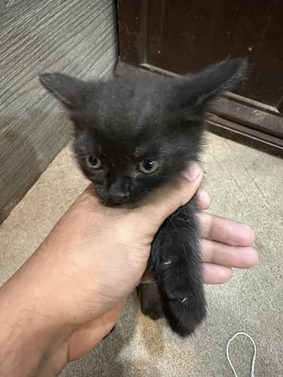 2 Baby black kittens