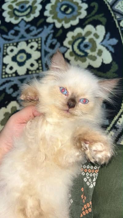 2 months himalayan x Persian mix kitten -male - hime breeed look