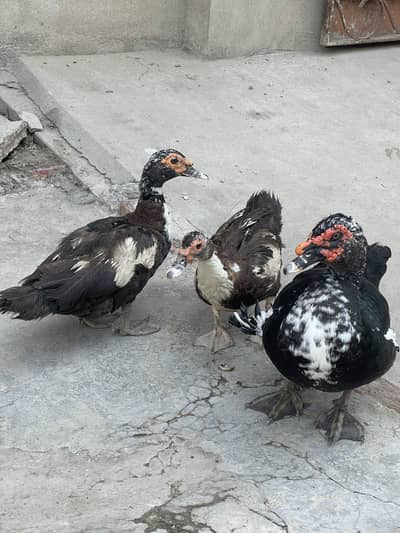 Beautiful ducks