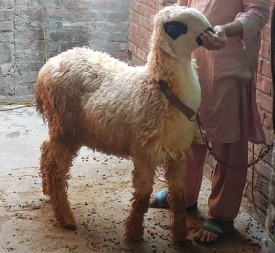 Chatra | Fully healthy | Active