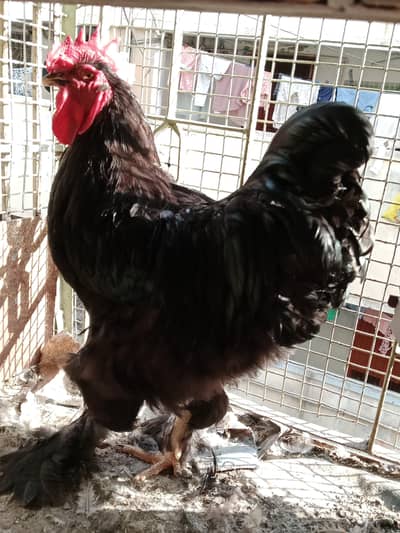 hens for sale