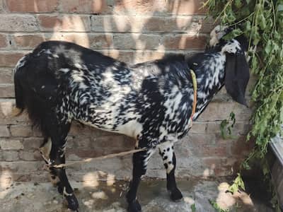 Bakra For Sale