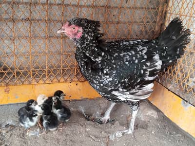 Aseel Hen with 6 Aseel Chicks