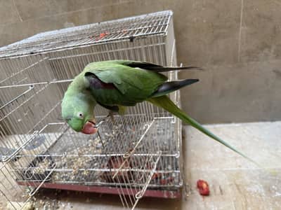 Raw parrot for sale