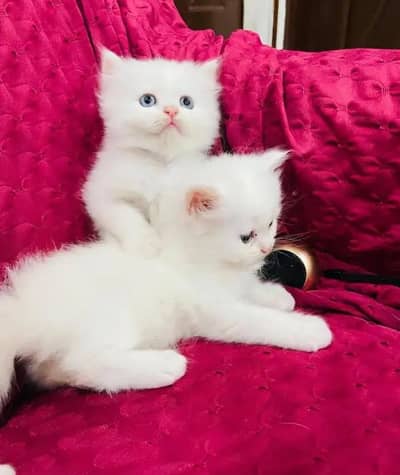 (Persian female kitten) (for sale all) (Pakistan delivery available)