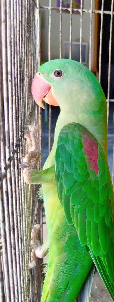 Pure Alexandrine Parakeet healthy active home raised for sale