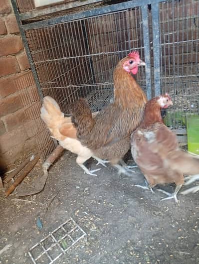 golden misri desi hens egg lying