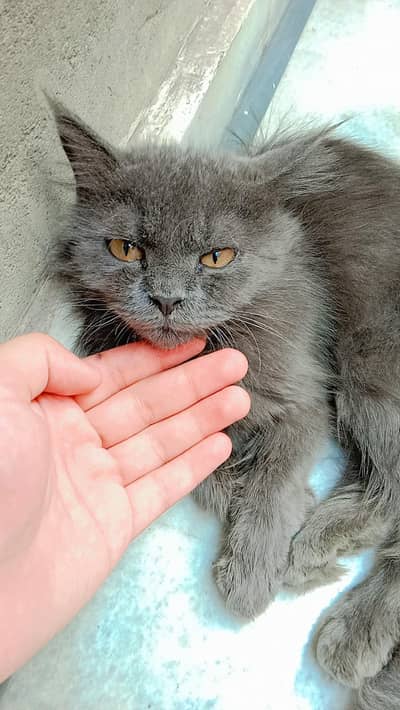 Persian Black Grey Cat | Semi Punch | Double coat | Vaccinated