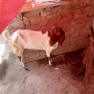 pateri bakri cross 2 month