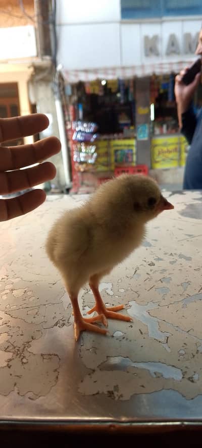 pakoye chick for sale
