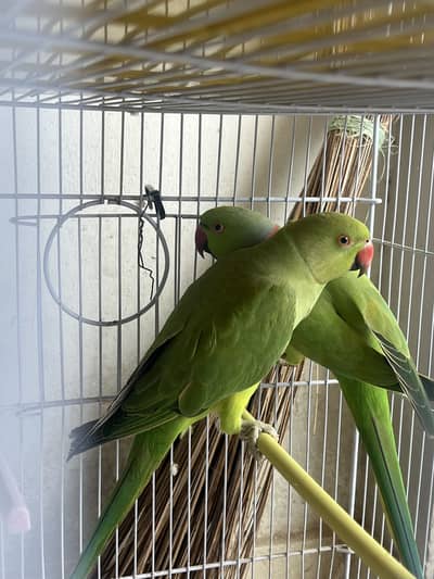 Ringneck and cocktail breeder pair