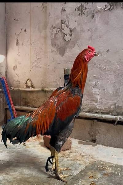 Aseel Murga for sale, watts app number # 0344-1407625
