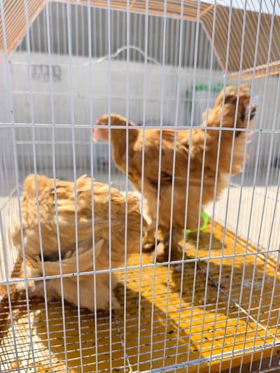 Golden Buff Hen with Pinjra