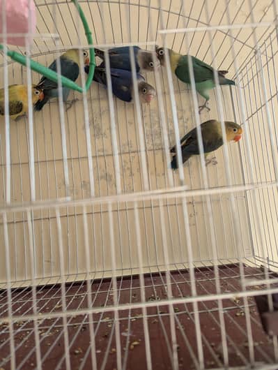 3 pairs of love birds healthy active ready to breed