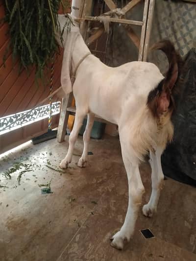Masha Allah gulabi bakri