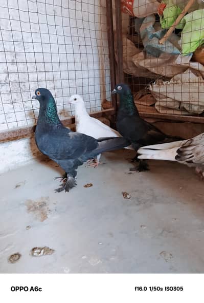 fancy kabutar ek pair hai full black