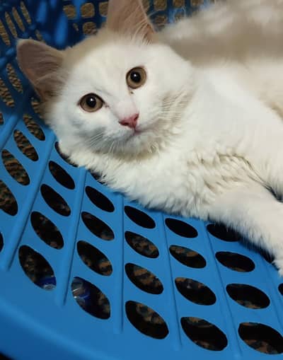 pair Persian ragdoll