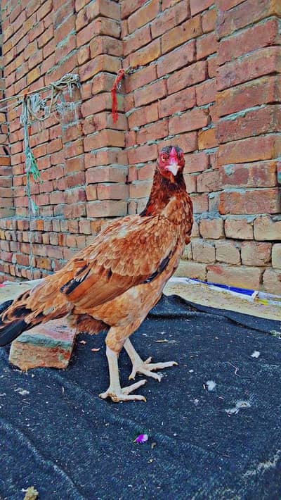 for sale