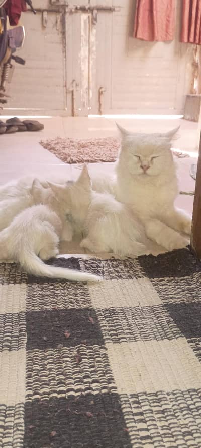 Persion cat