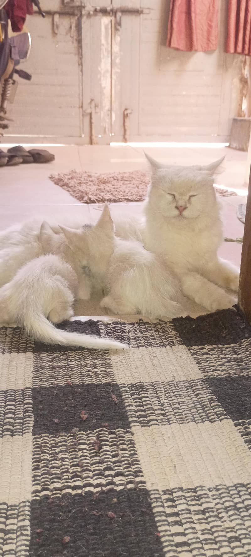 Persion cat 03358140972 0
