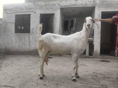 Muhammadpuri Goat 6 dant