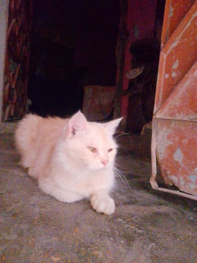 full active 0