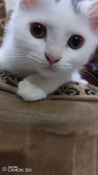 Cute and playful male kitten
