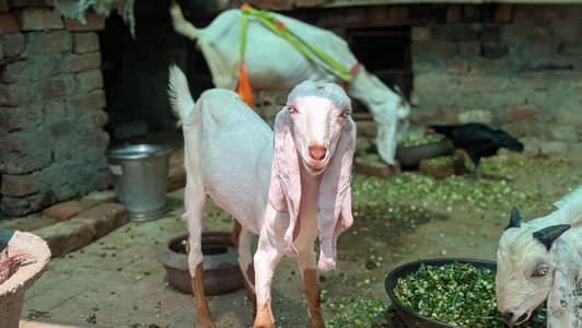 Bakri with 2 baby 1 female and 1 male