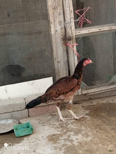 2 aseel Desi hens