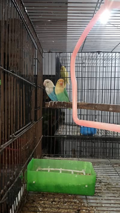Beautiful and Healthy Pair read Description